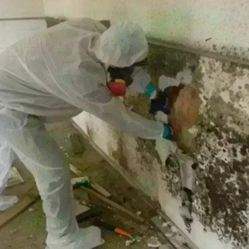 Mold Remediation and Removal in Webster, NY